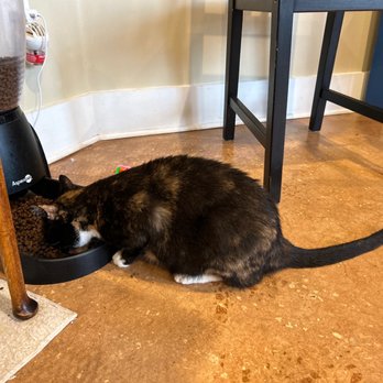 The Witty Whisker Cat Cafe - Cute calico kitty again - Themed Cafes Near Me - St. Augustine, Florida