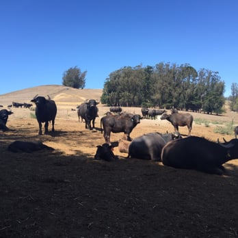 Ramini Mozzarella - The water buffaloes - Cheese Shops Near Me - Tomales, California