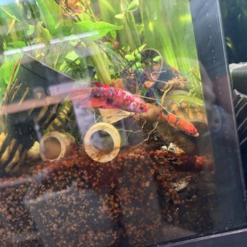 A Betta World - Established tank at the store - Aquarium Services Near Me - Las Vegas, Nevada