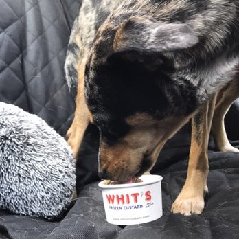 Whit's Frozen Custard - a dog eating from a bowl - Desserts Near Me - Marietta, Ohio Whit's Frozen Custard - a dog eating from a bowl - Desserts Near Me - Marietta, Ohio