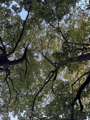 Herbert Von King Park by null