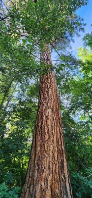 Greenough Park by null