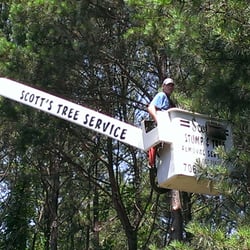 Scott's Tree and Stump Removal Services