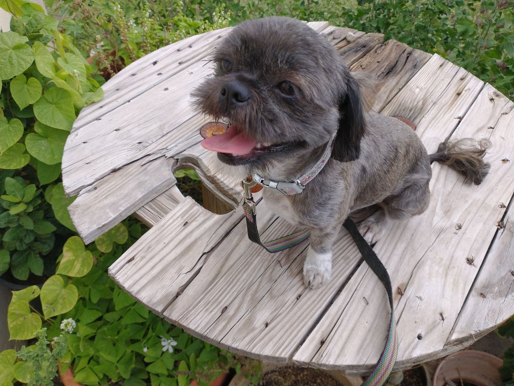 PRIDE & GROOM Updated June 2024 1625 S Main St, Las Cruces, New