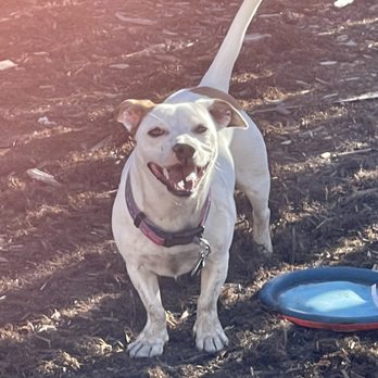 Westminster Dog Park - FUN!!!!! - Dog Parks Near Me - Westminster, Colorado Westminster Dog Park - FUN!!!!! - Dog Parks Near Me - Westminster, Colorado