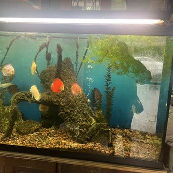 Paradise Aquarium - Pet Stores Near Me - Ridgewood, New York