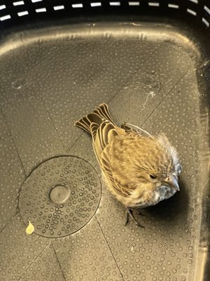 Wetlands & Wildlife Care Center by null