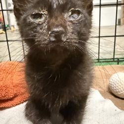 Marsh Veterinary Clinic - Poor little guy was in bad shape.