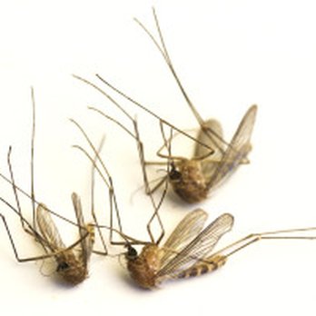 Mosquito Squad - The most dangerous animal on Planet Earth!! - Pest Control Near Me - Laytonsville, Maryland Mosquito Squad - The most dangerous animal on Planet Earth!! - Pest Control Near Me - Laytonsville, Maryland