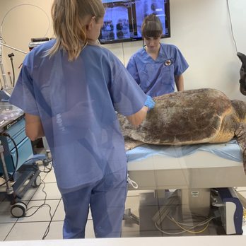 The Turtle Hospital - Veterinarians Near Me - Marathon, Florida