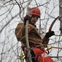 Photo of Three Trees Tree Service