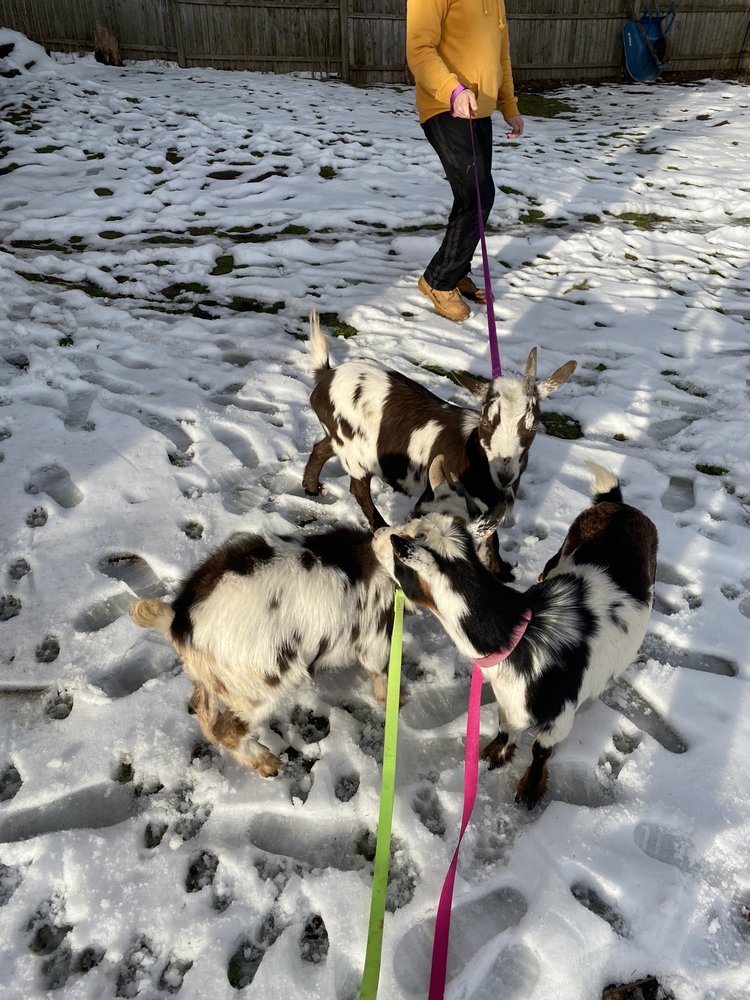 POULTRY SUPPLY STORE Updated September 2024 20 Photos 2120 Crompond Rd, Cortlandt, New