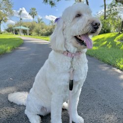 Four Paws - Our Goldendoodle Della.