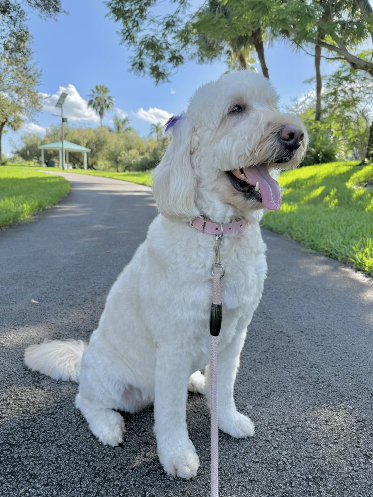 Four Paws - pet boarding facility in Miramar, FL