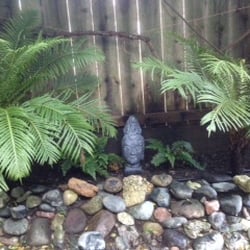 Barsky-Newsom Japanese Gardens - Between two large Ferns