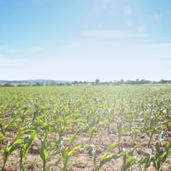 Peaceful Valley Furniture - Our location is surrounded by beautiful farmland.