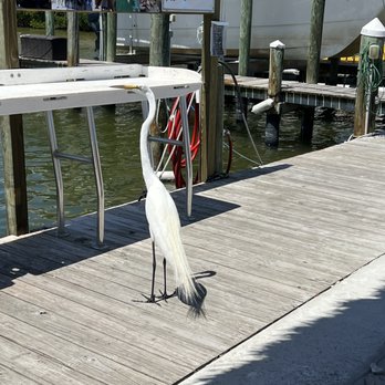 Sun Sailing Charters - Crane on the dock next to Sun Sailing Charters - Sailing Near Me - Punta Gorda, Florida