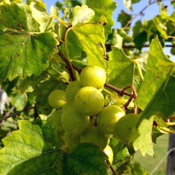 Gin House Branch Farm - Bypass the unripened Muscadines (aka Southern Grapes) and keep heading toward the north field where the blueberries are. - Fruits & Veggies Near Me - Decatur, Alabama