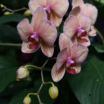 Bloedel Conservatory - Botanical Gardens Near Me - Vancouver, British Columbia