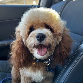 All Pawz Grooming - Tank - Pet Groomers Near Me - Butler, Pennsylvania