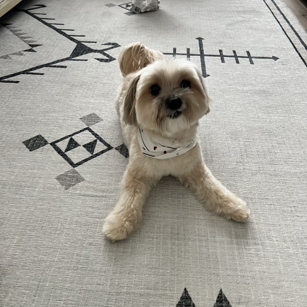 East Side Pet Ranch - Feeling very playful after his groom. Look at this paws - Pet Boarding Near Me - Austin, Texas East Side Pet Ranch - Feeling very playful after his groom. Look at this paws - Pet Boarding Near Me - Austin, Texas