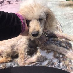 Loving Care Pet Clinic