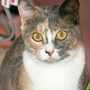 Photo of Nassau Humane Society