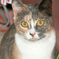 Nassau Humane Society - Sweet cat.