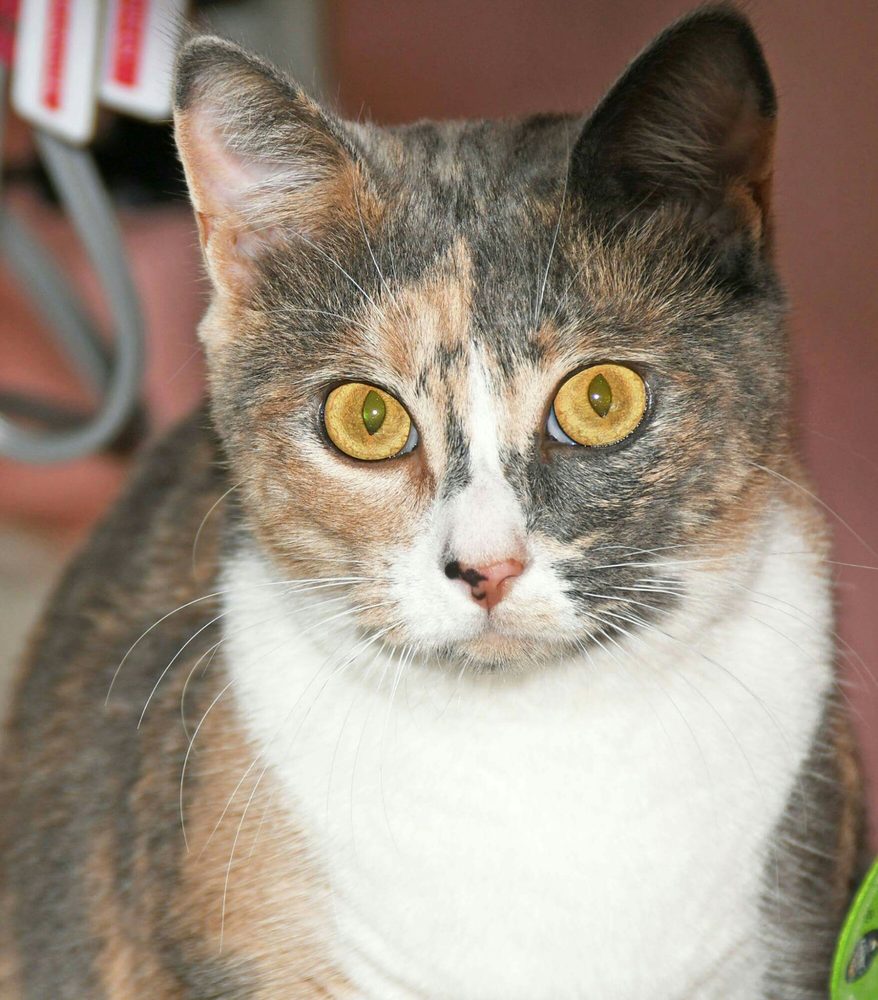 Nassau Humane Society Image
