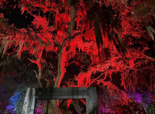Middleton Place by null