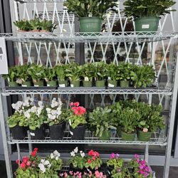 Deep Roots Garden Center
