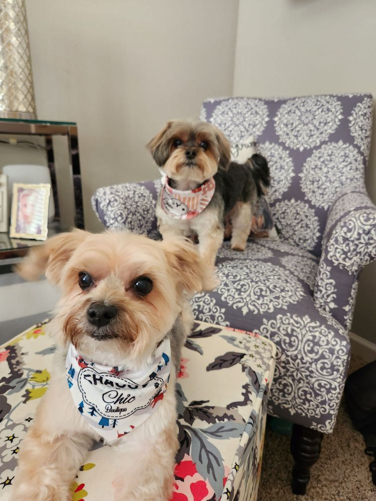 SHAGGY TO CHIC BOUTIQUE 650 S 50th St, West Des Moines, Iowa Pet