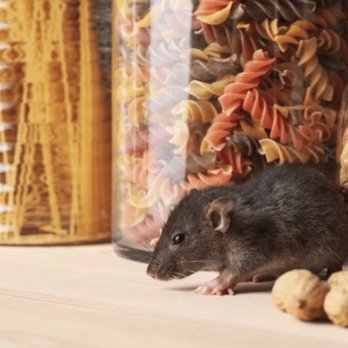 Integrity Rodent Solutions - Pest Control Near Me Integrity Rodent Solutions - Pest Control Near Me