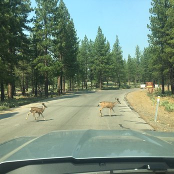 Logger Campground Stampede - Free venison if you drive fast enough - Campgrounds Near Me - Sierra, California