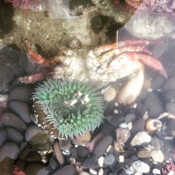 Fitzgerald Marine Reserve - Parks Near Me - Moss Beach, California Fitzgerald Marine Reserve - Parks Near Me - Moss Beach, California
