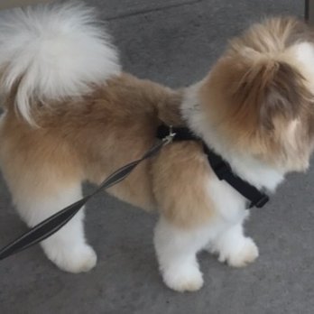 A Mutt Makeover - Ozzy after being groomed by Stacy. - Pet Groomers Near Me - Pueblo, Colorado
