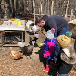 Piney Pig & Poultry Farm - Feeding more animals