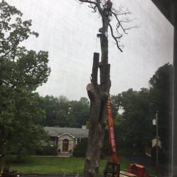 Elite Tree Services - Tree Services Near Me - Dover, New Jersey