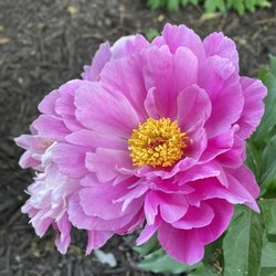 Linda Hall Library - From these photos of May 13, 2023, you might think there are still a lot of peonies blooming, but this standout was one of the few.