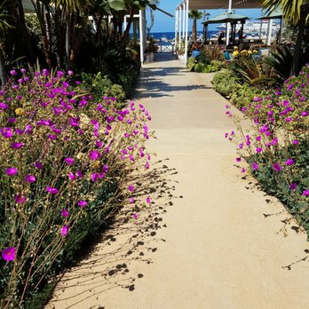 Pavilion Hotel - The garden view to the water is beyond tranquil. - Hotels Near Me - Avalon, California Pavilion Hotel - The garden view to the water is beyond tranquil. - Hotels Near Me - Avalon, California