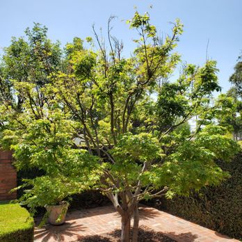 Alberts Tree Service - Shaped Maple Tree. - Tree Services Near Me - Azusa, California