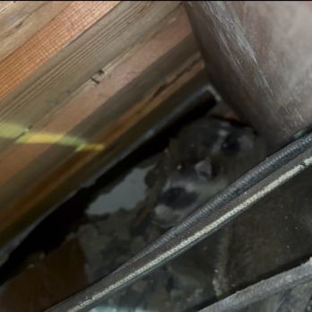 Aesthetic Wildlife Control - 3 baby raccoons - Wildlife Control Near Me - Long Beach, California Aesthetic Wildlife Control - 3 baby raccoons - Wildlife Control Near Me - Long Beach, California