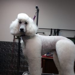 Carla's Dog Grooming - Standard Poodle when finished in a Lamb Clip.