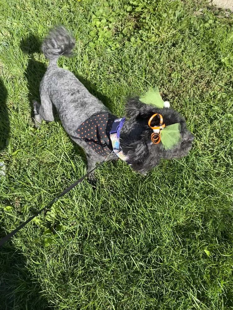 DOG GONE CLEAN Updated September 2024 34 Photos & 23 Reviews 816 W Rollins Rd, Round Lake