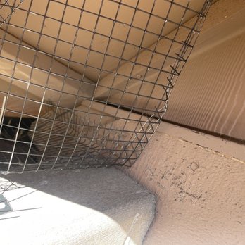 Lukas Pigeon Removal & Gutter Cleaning - Gutter Services Near Me Lukas Pigeon Removal & Gutter Cleaning - Gutter Services Near Me