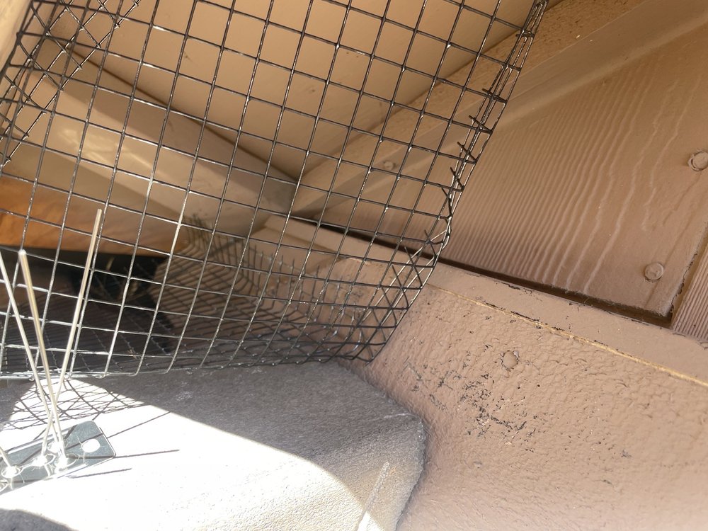 Slide of Lukas Pigeon Removal & Gutter Cleaning