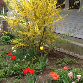 Pardee Rose Garden - Forsythia and tulips in the entry garden - Parks Near Me - Hamden, Connecticut