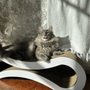 Photo of Humane Society of Northwest Montana