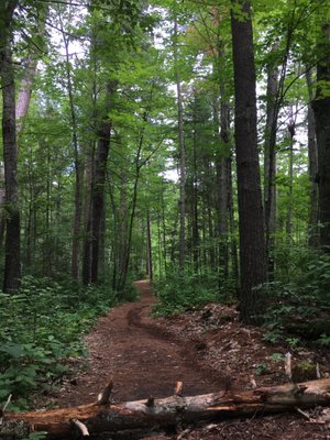 Chippewa National Forest by null