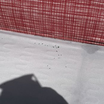 BuxBear Storage Springfield Main Street - Rat or mice droppings in couch, a mouse infestation traveling in between units.  The couch has mouse pee and poop on it - Self Storage Near Me - Springfield, Oregon